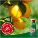 Fairy Citrus Fruit Power Spray 500ml - Effortless Grease Removal - Pack of 1 - Buy Online on GoSupps.com