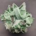 Home Decoration 1pcs300-900g Newly Natural Green Ghost Quartz Crystal Cluster Crystals raw Gemstone Specimen for Home&Office Decoration Stones (Size : 400-500g) - Buy Online on GoSupps.com