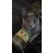 Meowijuana Organic High Potency Catnip Bundles - Grown in the USA | Feline Approved Cat Treats for Cat Toys - Buy Online on GoSupps.com