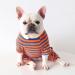 BT BEAR Colorful Striped Pajamas for Small Dogs - Soft Cotton Bulldog Costume (Size S Blue/Orange) - Cute One-Piece Dog Clothing - Buy Online on GoSupps.com