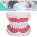 Verdant Touch Dentist Tooth Model | Dental Teaching Tools & 2X Magnification for Effective Dentist Training - Buy Online on GoSupps.com