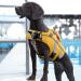 Dog Cock Rescue Vest - Adjustable Reflective Life Jacket for Small Medium & Large Dogs | High Swimming Capacity | Ripstop Bathing Suit - M Yellow - Buy Online on GoSupps.com