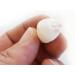 24 White & Purple Wart Cowrie Shells (Vericosus Calprunis) 3/4-1 Inches - Buy Online on GoSupps.com