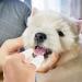 Molain 6-Piece Dog Toothbrush Set - 360 Nylon Finger Brush for Dogs & Cats | Full Surround Bristle for Easy Tongue & Teeth Cleaning (White) - Buy Online on GoSupps.com