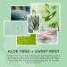 Sunday Rain Aloe Vera & Gentle Mint Body Scrub for Dry Skin Vegan & Cruelty Free 265g - Buy Online on GoSupps.com