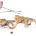 COLLBATH Reptile Feeding Clip Bearded Dragon Feeding Tongs Snake Tong Stainless Steel Silver - Buy Online on GoSupps.com