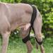 DONGKER Dog Knee Brace Adjustable Dog Knee Brace for Dogs Hind Legs Recover - Buy Online on GoSupps.com