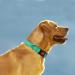 Shop Taglory Adjustable Neoprene Dog Collar - Soft Reflective & Durable for Medium Dogs - Turquoise M (1 Pack) - Buy Online on GoSupps.com