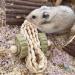 Runfar Natural Wooden Hamster Toy Kit - Exercise Bell Roller & Tooth Care Toys for Hamsters Chinchillas Rabbits & Guinea Pigs - Buy Online on GoSupps.com