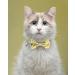 Tagme Cat Collars with Names & Phone Numbers | Yellow Flower Kitten Neck Band with Safety Closure & Bell | 1 Pack - Buy Online on GoSupps.com