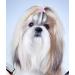 600 YOY 3/4 Pet Dog Stretchy Rubber Bands - Dog Grooming Accessories for Top Knots, Ponytails, Braids - Buy Online on GoSupps.com