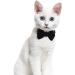 2 Pcs Velvet Bowtie Cat Collar with Bell Adjustable Breakaway Cat Collars Kitten Small Puppy Safety Bow Tie Solid Wedding Red Cat Collar for Boy Girl Cats - Buy Online on GoSupps.com