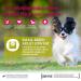 Wellness Core Small Breed Adult Low Fat Dog Food - Grain-Free Turkey 5 kg | High Meat Content for Healthy Dogs - Buy Online on GoSupps.com