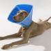 Adjustable Blue Dog Cone Collar - Leak Protection & Wound Care for Dogs & Cats | Prevent Bites & Promote Healing - Buy Online on GoSupps.com