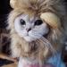 Bello luna lion hair headgear for little dog and cats lion mane wig puppies cosplay costume for halloween christmas easter festival party activity