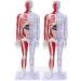 85Cm Male Acupuncture Manikin Human Body Model with Pressure Point and Twelve Meridians for Study Teaching Supplies Meridian Acupuncture Point Model - Buy Online on GoSupps.com