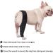 Dog Knee Brace - Professional Dog Front and Rear Leg Protectors Dog Leg Sleeves for Dog Front or Rear Leg Ligament Sprains (M) - Buy Online on GoSupps.com
