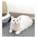 Large Cat Litter Mat 60 x 45 cm Double Layer Waterproof Litter Trapping Mat Honeycomb Large Holes Design for Scatter Control Non-Toxic Nonslip Grey - Buy Online on GoSupps.com