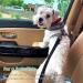 Adjustable Dog Seat Belt - Car Safety Belt for Small Dogs & Cats - Durable Buckling Strap for Secure Travel - Buy Online on GoSupps.com