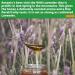 Antonio's Raw Certified Organic Wild Lavender Honey 1kg - Pure Wilderness Honey, Unpasteurised, Single Origin | The Raw Honey Shop - Buy Online on GoSupps.com