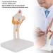 Life-Size Elbow Joint Model - Accurate Skeleton for Study & Teaching | International Shipping - Buy Online on GoSupps.com