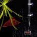 Fish Shrimp Feeder Tube and Plate Acrylic Clear Shrimp Feeding Tube Aquarium Fish Tank Feeder for Crystal Shrimp Tropical Fish(20cm) - Buy Online on GoSupps.com