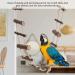 Nature Wood Climbing Ladder Toy for Hamsters, Squirrels, Parrots - Suspension Rope Bridge for Totoro, Sugar Gliders - Buy Online on GoSupps.com