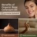 Organic Rose Geranium Essential Oil 10ml - For Skin, Diffuser & Aromatherapy - Buy Online on GoSupps.com