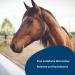 Horse & Pony PEA (Palmitoylethanolamide) - Powder - 100% Pure - High Dose - Buy Online on GoSupps.com