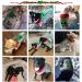 Shop Abrrlo XL Clown Dog Costume | Cozy Cotton Sweaters & Christmas Winter Coats for Pets - Buy Online on GoSupps.com