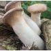 King Oyster/ White Elf Shredded Gourmet Wild Dried Mushrooms (Pleurotus Cystidiosus) 40g The Lincolnshire Mushroom Co. - Buy Online on GoSupps.com