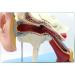 Human Medical Ear Anatomic Model of The Inner Ear of The Inner Ear of The Eardrum The Temporal Bone Ear Nose and Throat for Veterinary Anatomy Learning - Buy Online on GoSupps.com