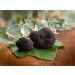 Black Summer Truffle Tuber aestivum Gourmet Sauce 170g - Ideal for Meat, Grilled Bread, Omelets, Pasta, Risotto, Sushi - Buy Online on GoSupps.com