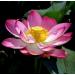 Pink Lotus Absolute Oil Organic Pure Natural 1 mL - Buy Online on GoSupps.com
