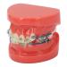 Buy GFRGFH Dental Model with 24 Teeth - Half Metal Half Ceramic Bracket for Teaching & Study - International Shipping Available - Buy Online on GoSupps.com