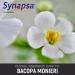 miNATURALS Brain and Memory Supplement Capsules | Bacopa Monnieri Synapsa | Clinically Studied Formula | 120 ct - Buy Online on GoSupps.com