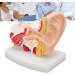 1.5x Enlarged Anatomically Accurate Human Ear Model - Perfect for Natural Sciences Classrooms Teaching & Medical Studies - Buy Online on GoSupps.com