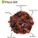 Plant Gift Blueberries Rooibos Tea mango flavor loose leaf rooibos tea grapes rose flower blueberries and chrysanthemum no caffeine hot and iced tea nonGMO herbal tea 70 g25oz - Buy Online on GoSupps.com