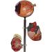 Dytah Pathological Diabetes Model - 5-Part Educational Kit for Eye Heart Kidney Artery & Foot Training | International Shipping Available - Buy Online on GoSupps.com