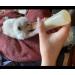 Gufastoe 5pcs Pet Feeding Mini Pink Silicone Nipple with Bottle for Puppy Dog Cat or Other Pets Pink Color - Buy Online on GoSupps.com