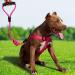 Orange L-Rover 12KN Lightweight Carabiner Clips - 4 Pack for Hammocks, Camping, Outdoor, Gym, Hiking - Heavy Duty Aluminium Wiregate Carabiners - Buy Online on GoSupps.com