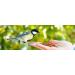 Flourworms Dried 1kg - Premium Insect Snack for Birds Fish Reptiles & Rodents | All-Year-Round Bird Feed & Squirrel Food - 6.5L (1 Pack) - Buy Online on GoSupps.com