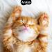Anigo Ear Mite Oil 50ml for Cats - Fast Relief from Ear Mites with Chamomile Gentle Itch Care & Ear Cleaners - Buy Online on GoSupps.com