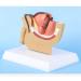4X 1:2 Male Pelvic Model - Testicular Prostate Bladder Rectal & Urinary System | International Shipping Available - Buy Online on GoSupps.com