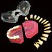 Buy Multifarious Dental Models for Teaching & Studying | Removable Teeth Implant & Orthodontic Demo Models (M7008) - Ideal for Dentists & Students - Buy Online on GoSupps.com