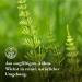 Skail Tea 300g - 100% Pure Herbal Tea | Monte Nativo | Sustainable & Natural Horsetail | Aker Box | Gently Dried - Buy Online - Buy Online on GoSupps.com