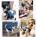 SILD Pet Dog Jeans Jacket Blue Denim Coat for Small Medium Dogs - XS Grey - Buy Online on GoSupps.com