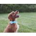 Dogwong Light Blue Dog Collar with Removable Fly | Comfortable Adjustable Neck Collar for Small to X-Large Dogs | Perfect Gift for Girls & Young Dogs | Pack of 1 - Buy Online on GoSupps.com
