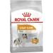ROYAL CANIN Mini Coat Care - 3kg - Buy Online on GoSupps.com