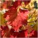 Herboristeria du Valmont Organic Red Vine Herbal Tea FC 100 grams - Buy Online on GoSupps.com